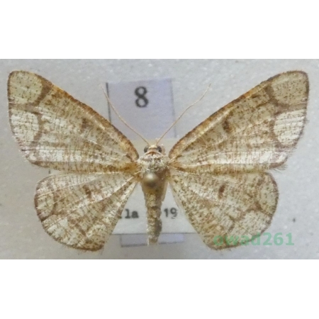 Stegania cararia (Hübner, 1790) Slovakia8